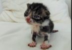 Smallest Orphaned Kitten Begging For Help In A Field, But Few Weeks Later… 1