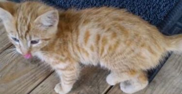 Stray Cat Befriends Couple, But Then She Brings Her Kitten With Broken Leg