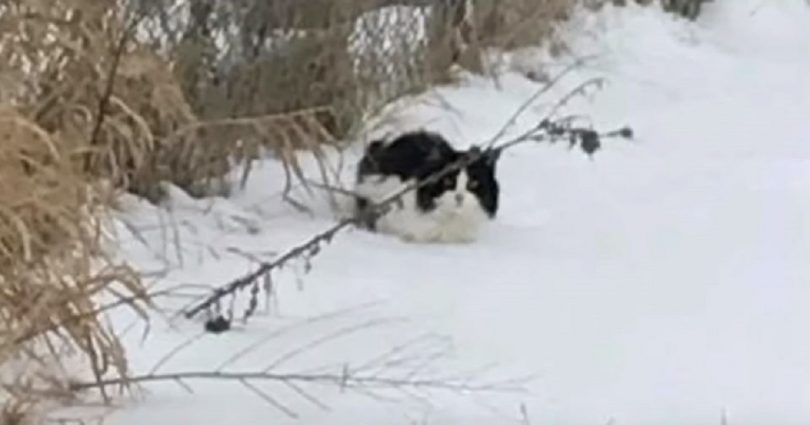 Stray Cat Found Freezing In The Snow, Can’t Stop Thanking Her Rescuers 112