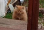 Stray Kitten Appears In The Garden Looking For Something, Now His Life Is Changed Forever