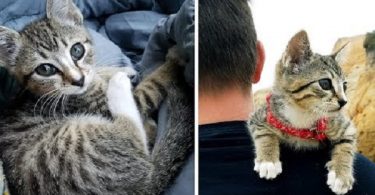 Stray Kitten Wakes Up Campers During Night Begging Them To Adopt Her