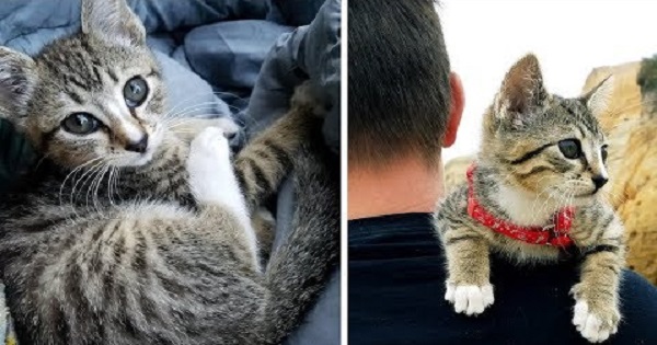 Stray Kitten Wakes Up Campers During Night Begging Them To Adopt Her