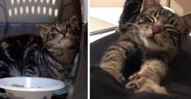Stray Kitty Went From Shy And Afraid To Lovable After Finding New Home And Family