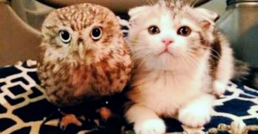 This Kitten Was Feeling Lonely At Her Home, But When This Baby Owl Came To Their Home …