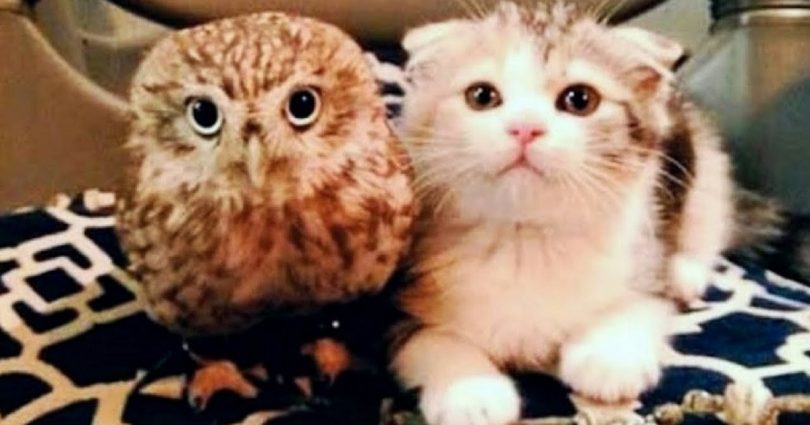 This Kitten Was Feeling Lonely At Her Home, But When This Baby Owl Came To Their Home …