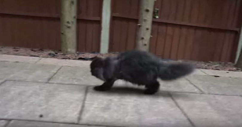 This Kitty Looks Normal, But When You See Him Walking You Will See…