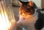 This Rescue Kitty Loves Warming His Fluffy Paws On A Heater Until He Falls Asleep