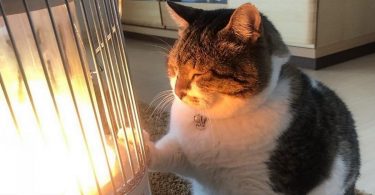 This Rescue Kitty Loves Warming His Fluffy Paws On A Heater Until He Falls Asleep