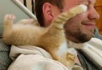 Tiny Kitten Loves His Foster Daddy So Much