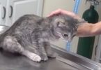 Tiny Kitten With Broken Leg Couldn`t Walking, But Few Months After Surgery The Transformation Is Amazing