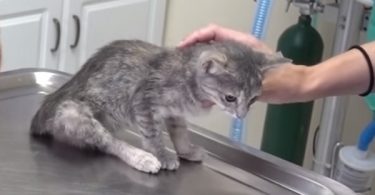 Tiny Kitten With Broken Leg Couldn`t Walking, But Few Months After Surgery The Transformation Is Amazing