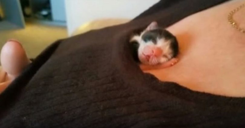 Vets Said This Little Rejected Kitten Wouldn’t Make It, But 7 Weeks Later I’m All Tears