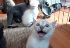 When He Opened The Door, The Foster Kittens Greeted Him With The Loudest Meows