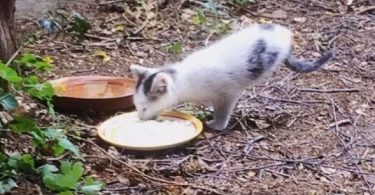 Woman Feeding Stray Cats In Her Yard, Was Surprised When She Spotted This Special Kitten