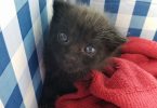 Woman Found Tiny Kitten Crying In Her Yard, Few Months Later …