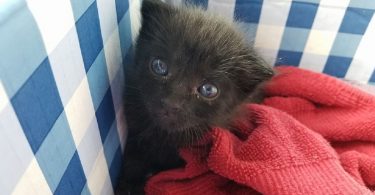 Woman Found Tiny Kitten Crying In Her Yard, Few Months Later …