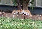 Woman Noticed Blind Twin Kittens In Her Yard Guiding Each Other