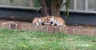Woman Noticed Blind Twin Kittens In Her Yard Guiding Each Other