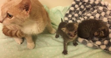 Woman Rescued Two Orphaned Kittens, But She Was Worried Will The Mom Cat Nurse Other Cats Babies