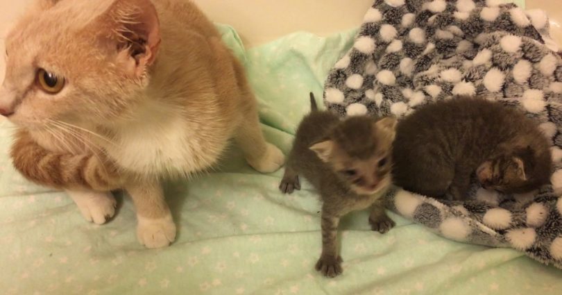 Woman Rescued Two Orphaned Kittens, But She Was Worried Will The Mom Cat Nurse Other Cats Babies