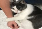 Worker Found This Frightened Cat At A Construction Site And Then Everything Changed 1