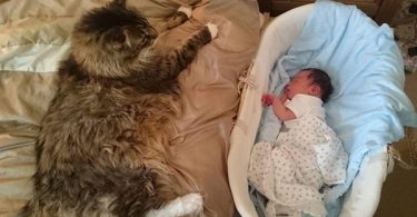 World’s Biggest Maine Cat Caring For A Human Baby