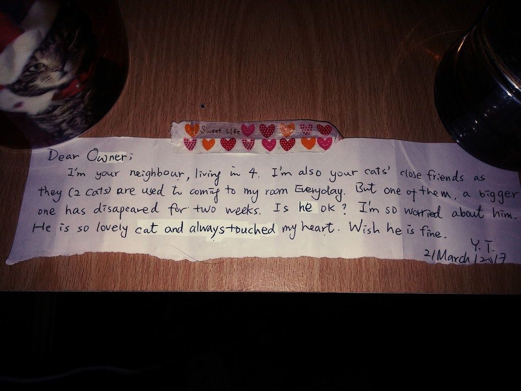 Heartbroken After One Of His Cats Passed Away, This Man A Week Later Found A Mysterious Note On His Other Cat’s Collar!