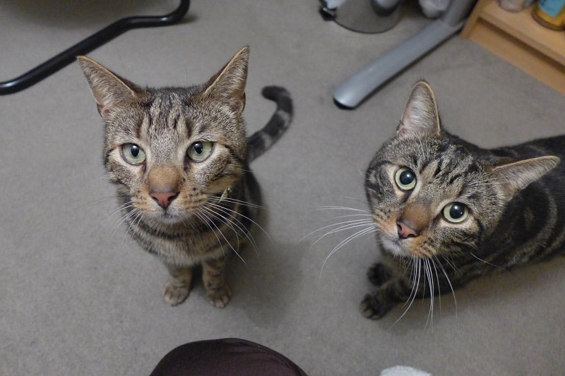 Heartbroken After One Of His Cats Passed Away, This Man A Week Later Found A Mysterious Note On His Other Cat’s Collar!