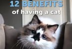 12 Benefits Of Having A Cat At Home 12