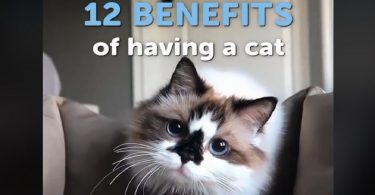 12 Benefits Of Having A Cat At Home 12