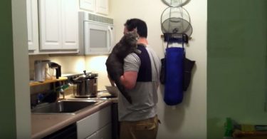 Cat Begging Her Daddy To Be Held, But Watch The Cutest Response When He Picked Her Up!
