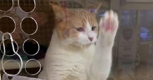 Cat Was Returned To Shelter Two Times, And Then Decided To Take Matters Into Her Own Paws