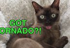 Confused Cat Reacts to Tornado Warning Alert System!
