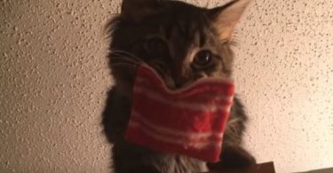 Kitty Received Special Gift From Her Doctor, And Now She Carries The Gift Wherever She Goes