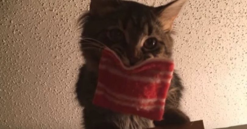 Kitty Received Special Gift From Her Doctor, And Now She Carries The Gift Wherever She Goes