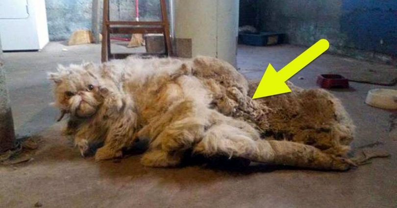 Neglected Kitty With 5 Pounds Of Matted Fur, Found In Basement Seeing The Daylight For The First Time