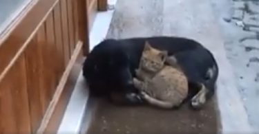 Stray Dog Comforts And Cuddles a Stray Cat To Keep Her Warm