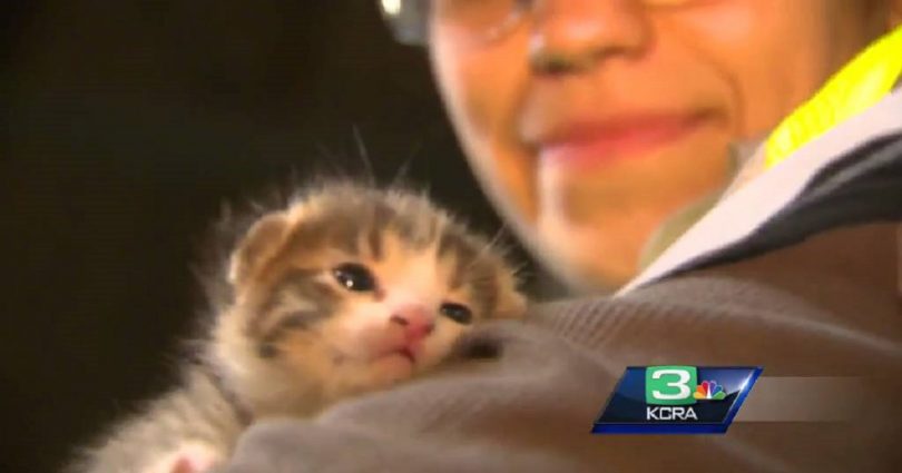 Tiny Kitten Rescued From Trash Compactor In Last Second
