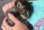 Abandoned Kitten Began Following Couple in The Forest And They Gave Him A Home