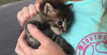 Abandoned Kitten Began Following Couple in The Forest And They Gave Him A Home