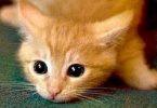 Are Ginger Cats The Funniest Cats In The World