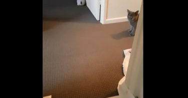Cat Feels Guilty For Toilet Paper Mess And Saying Sorry