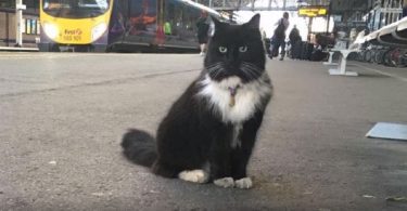 Cat Found Shelter In A Local Train Station And 4 Years Later She Got The Cutest Promotion