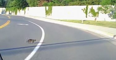 Driver Noticed A Tiny Kitten Crossing The Road Ignored By Everyone