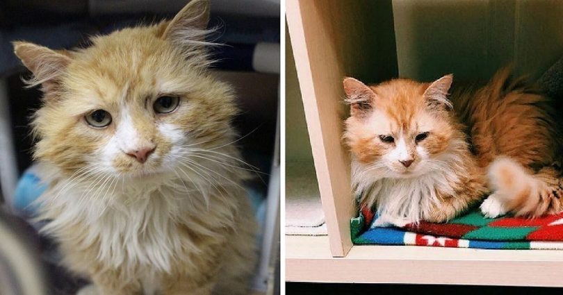 Elderly Cat Walked 12 Miles Back To His Family That Rejected Him