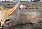 Friendly Curious Kitten Sneaking Up On Fennec Fox