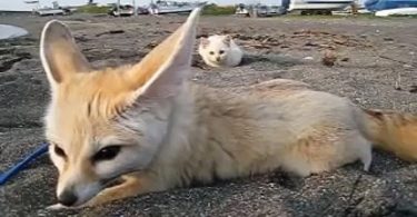 Friendly Curious Kitten Sneaking Up On Fennec Fox