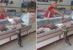 Grocery Clerk Allows Cat To Choose Favorite Cuts of Meat