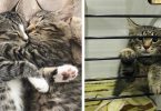 Kitten Brothers Refused To Be Separated And When Anyone Wants To Adopt Just One Of Them…