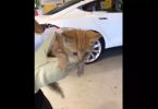 Kitten Trapped In Car Rescued By Tesla Service Center 1